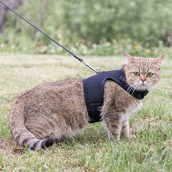 Black air Mesh Collar Cat Harness Adjustable with Leash