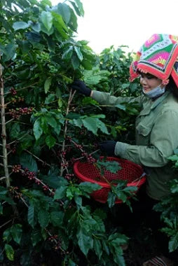 Vietnamese Arabica Roasted Clean Coffee Natural Process Fruity Flavored ISO Certified A+ Grade Son La Bag Better Price Bulk