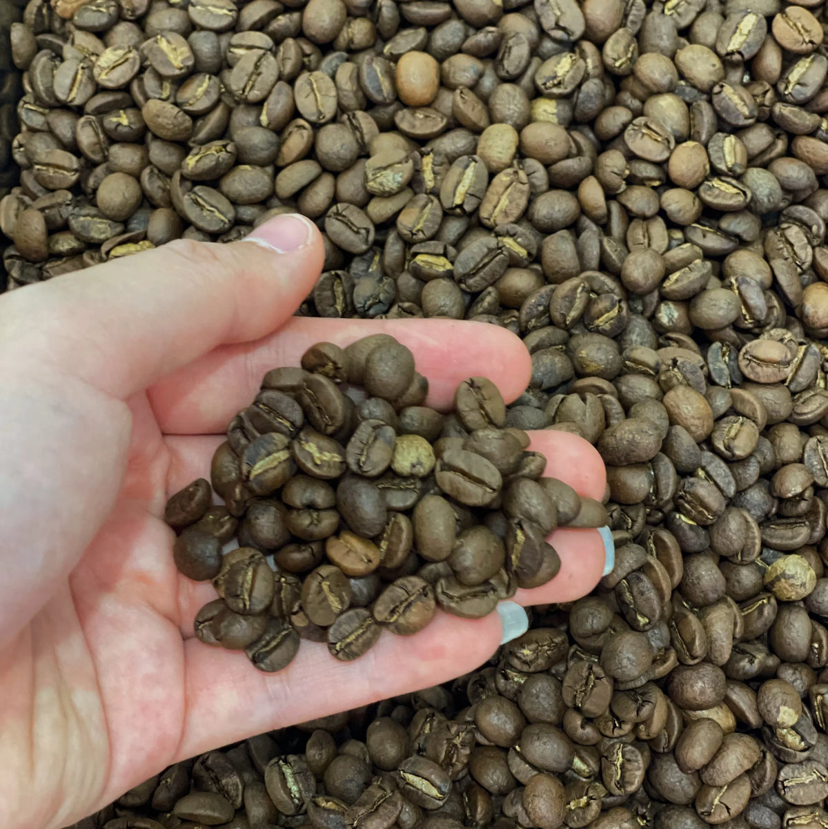 Vietnamese Arabica Roasted Clean Coffee Natural Process Fruity Flavored ISO Certified A+ Grade Son La Bag Better Price Bulk